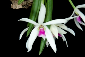 Leptotes bicolor Florence FCC/AOS 90 pts.